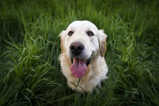 How can I stop my dog from chewing on their leash or harness