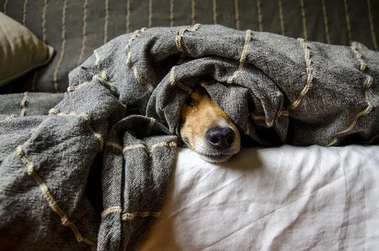 What dog accessories help with separation anxiety