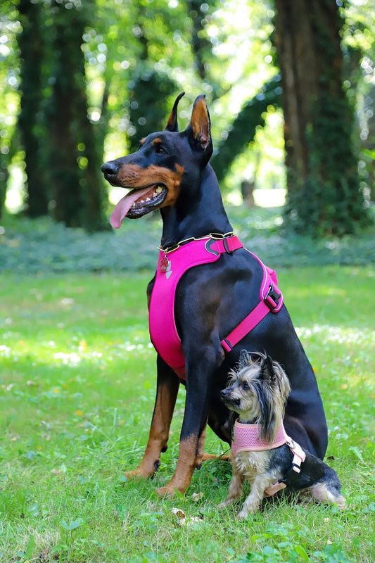 What’s the safest type of dog harness