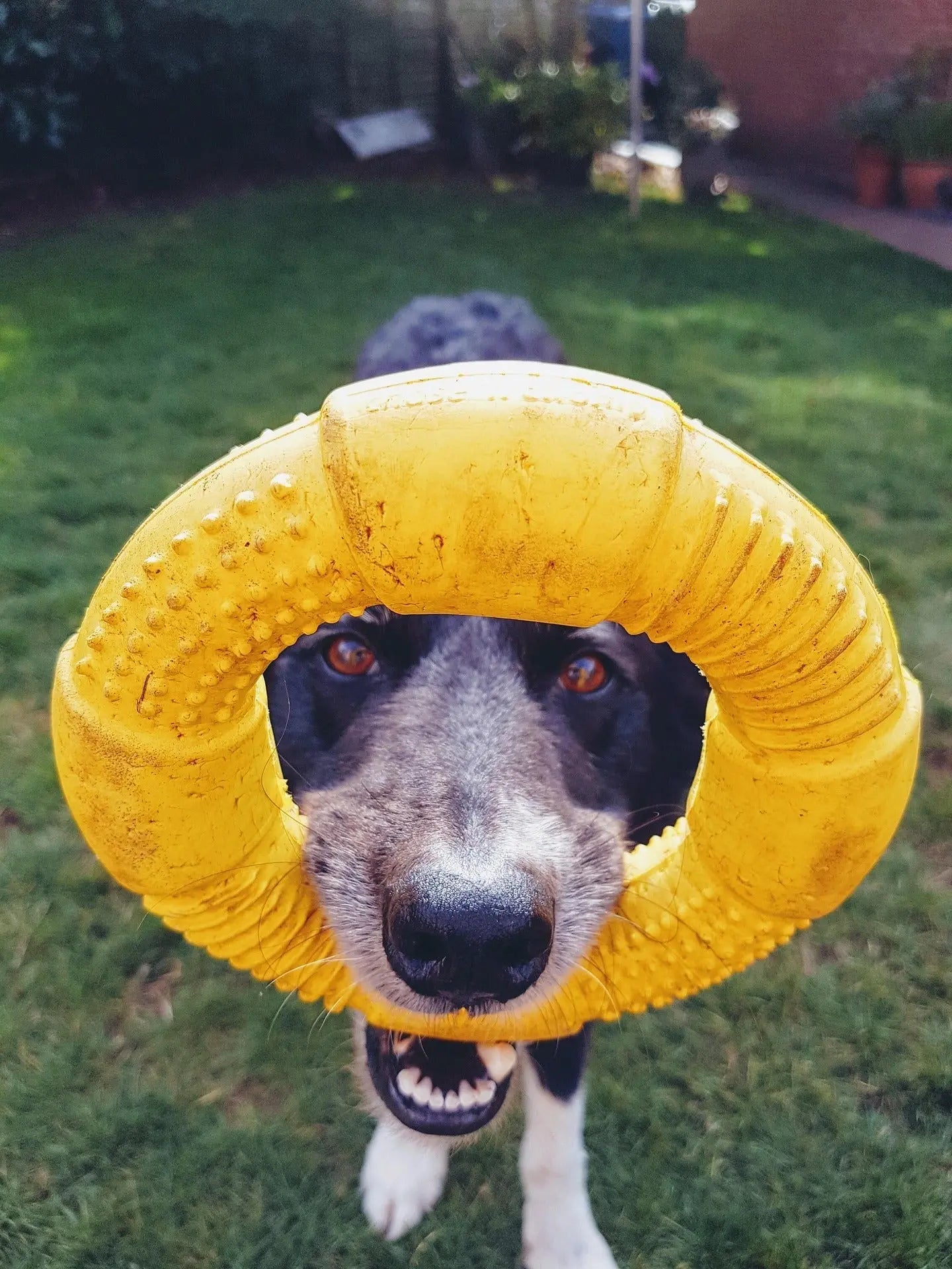 Chew toys
